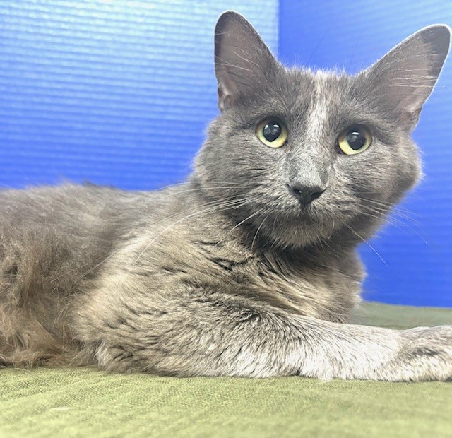 Endzone Enforcer, a Adoptable Domestic Medium Hair in Hawk Point, MO image 2/5