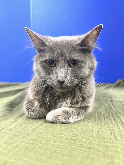 Endzone Enforcer, a Adoptable Domestic Medium Hair in Hawk Point, MO image 3/5