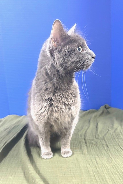 Endzone Enforcer, a Adoptable Domestic Medium Hair in Hawk Point, MO image 4/5