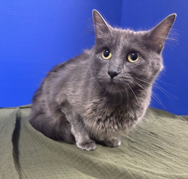 Endzone Enforcer, a Adoptable Domestic Medium Hair in Hawk Point, MO image 5/5