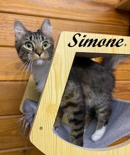 Simone - Meet this playful, fluffy and fun girl at The Kitten Around Cat Lounge, a ADOPTABLE Tabby in Southern Pines, NC image 3/3