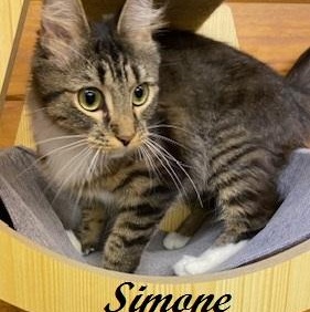 Simone - Meet this playful, fluffy and fun girl at The Kitten Around Cat Lounge, a ADOPTABLE Tabby in Southern Pines, NC image 2/3