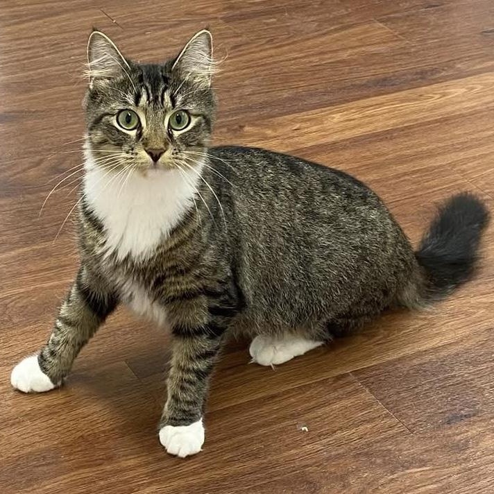 Simone - Meet this playful, fluffy and fun girl at The Kitten Around Cat Lounge, ADOPTABLE, Kitten Female Tabby.