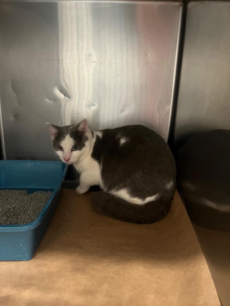 wizzer, Adoptable, Adult Male Domestic Short Hair.