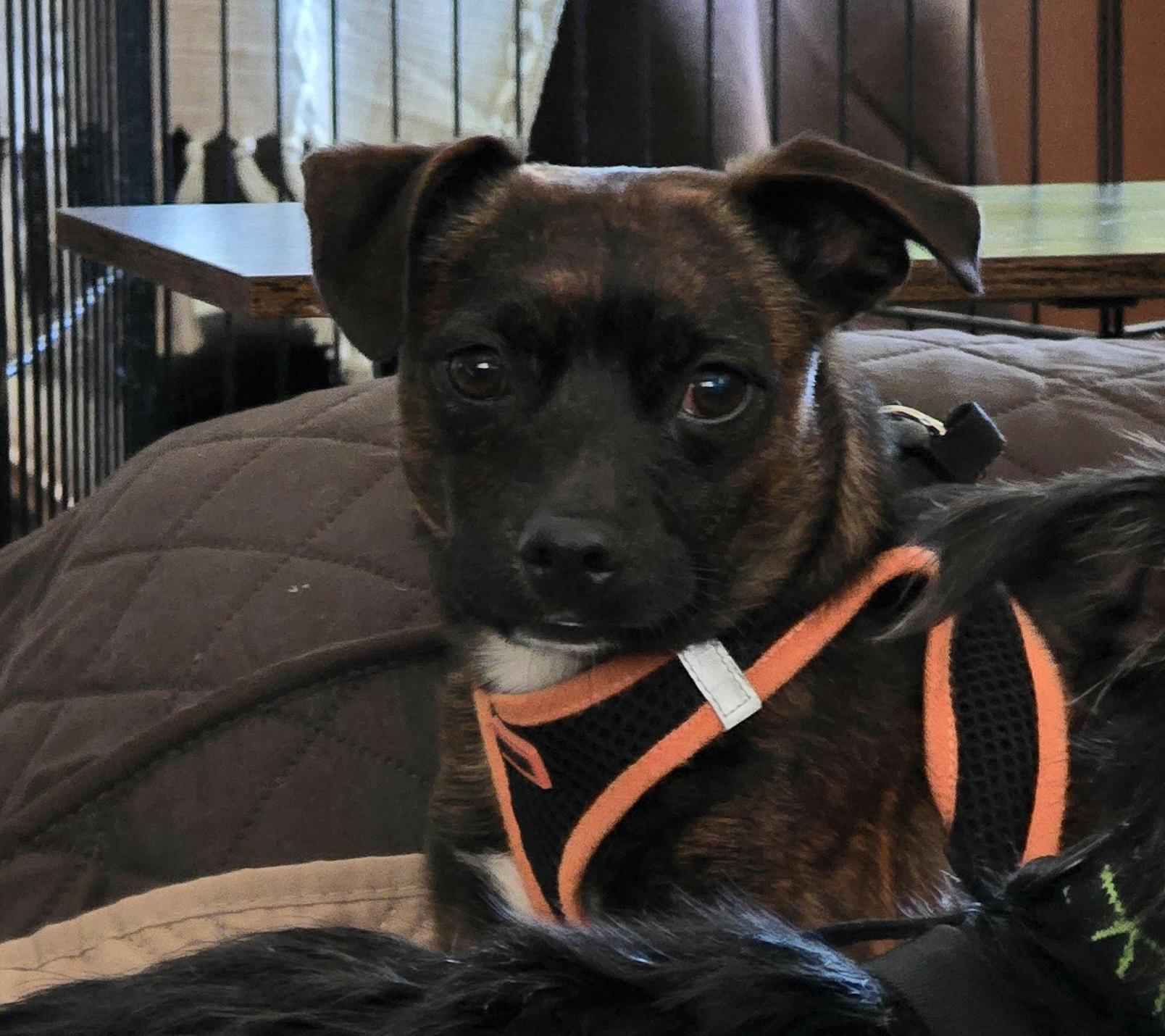 Saber, ADOPTABLE, Young Male Miniature Pinscher & Puggle.