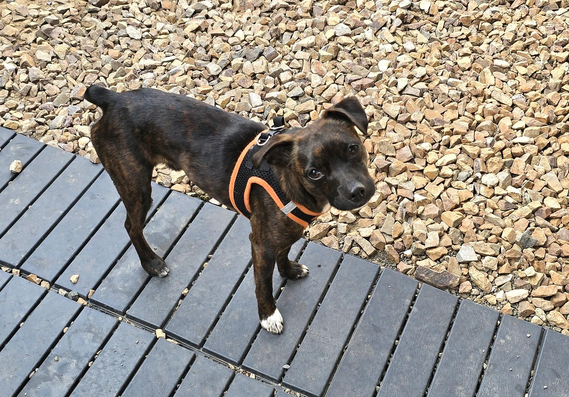 Saber, a ADOPTABLE mixed breed in Lake Forest, CA image 2/6