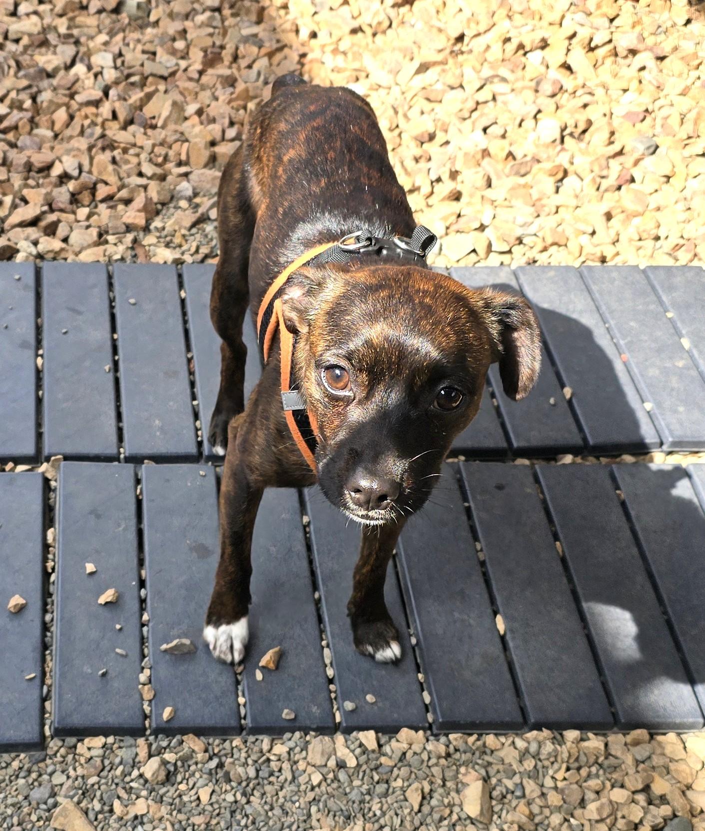 Saber, a ADOPTABLE mixed breed in Lake Forest, CA image 5/6