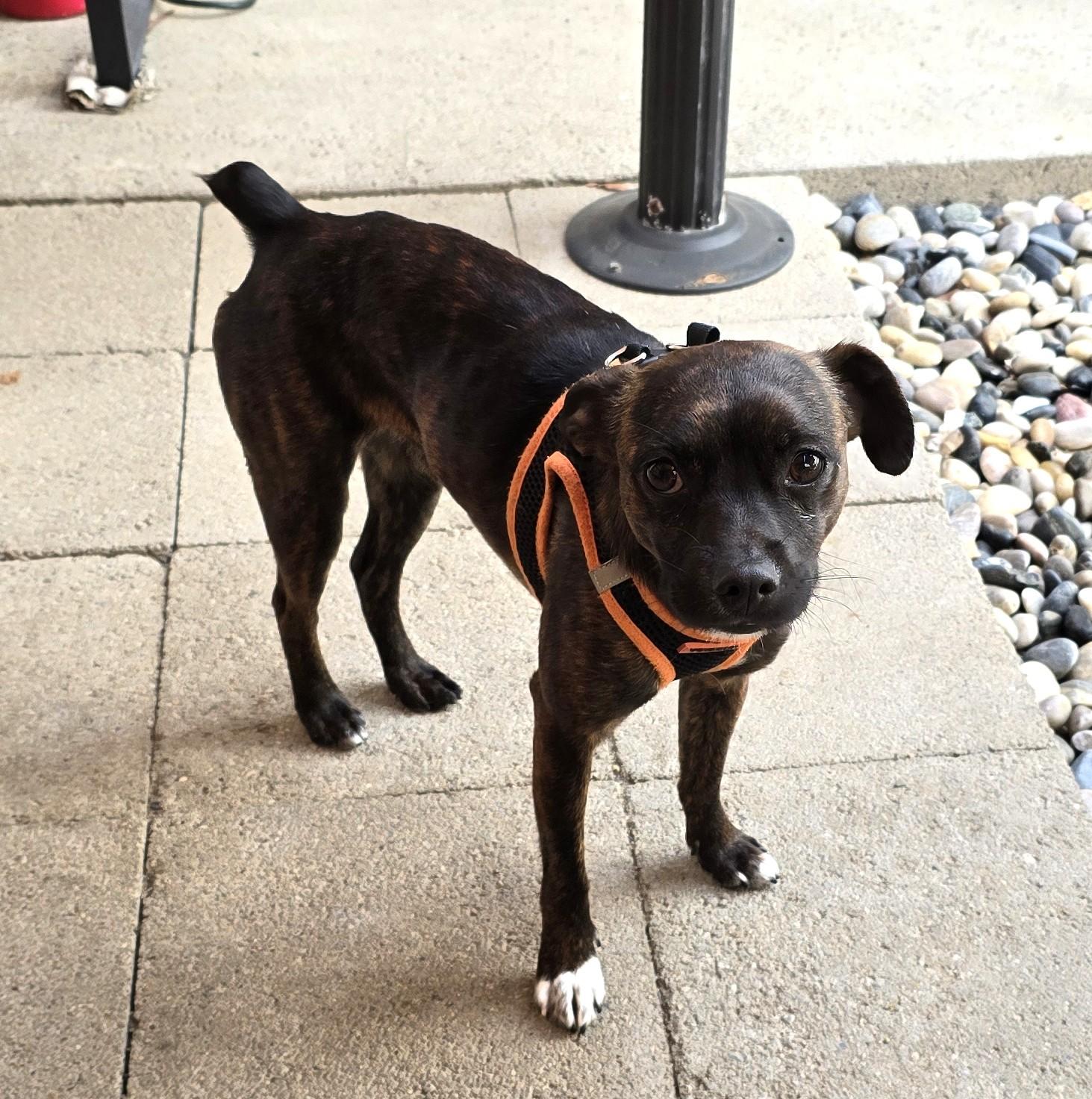 Saber, a ADOPTABLE mixed breed in Lake Forest, CA image 6/6