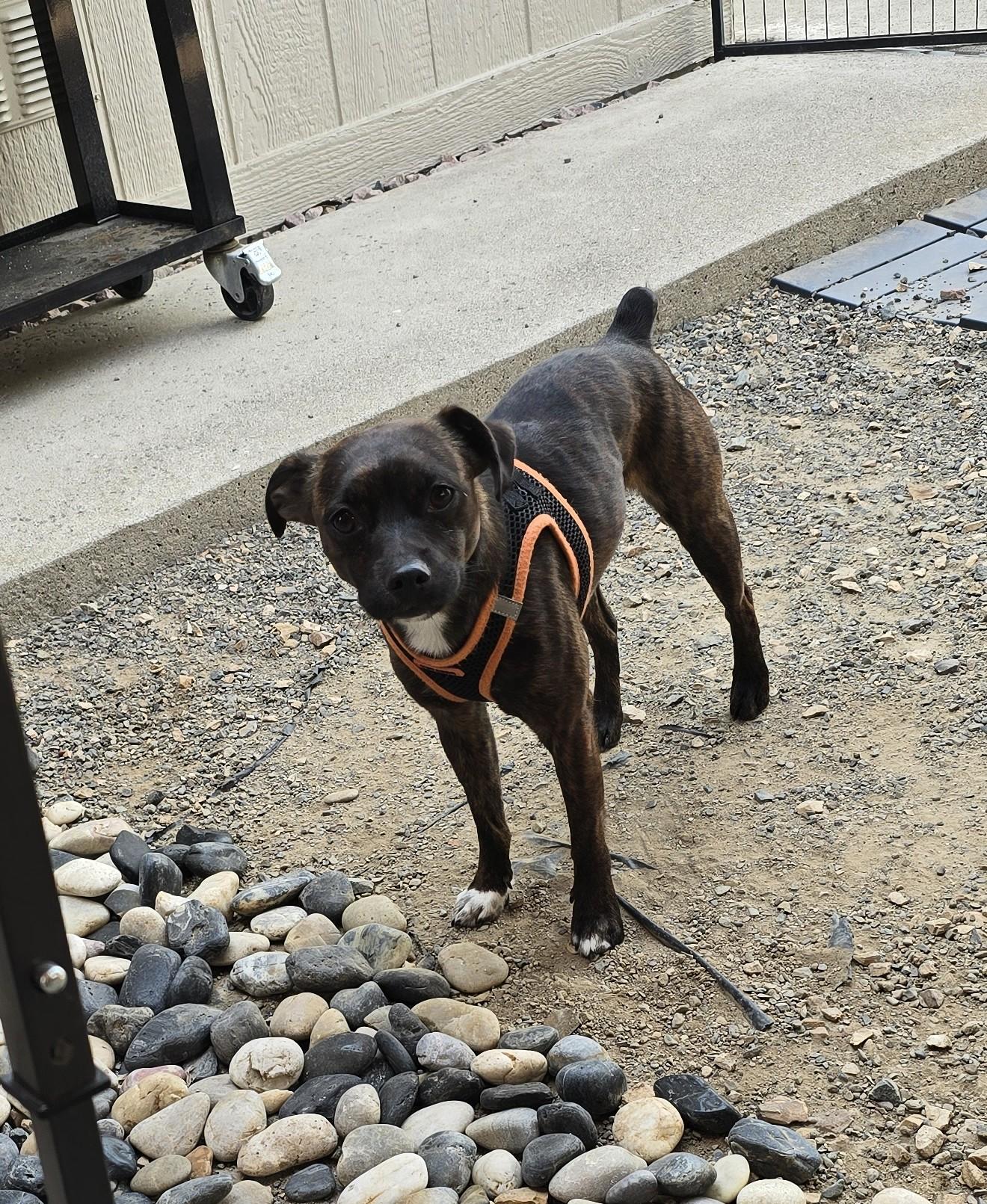 Saber, a ADOPTABLE mixed breed in Lake Forest, CA image 3/6