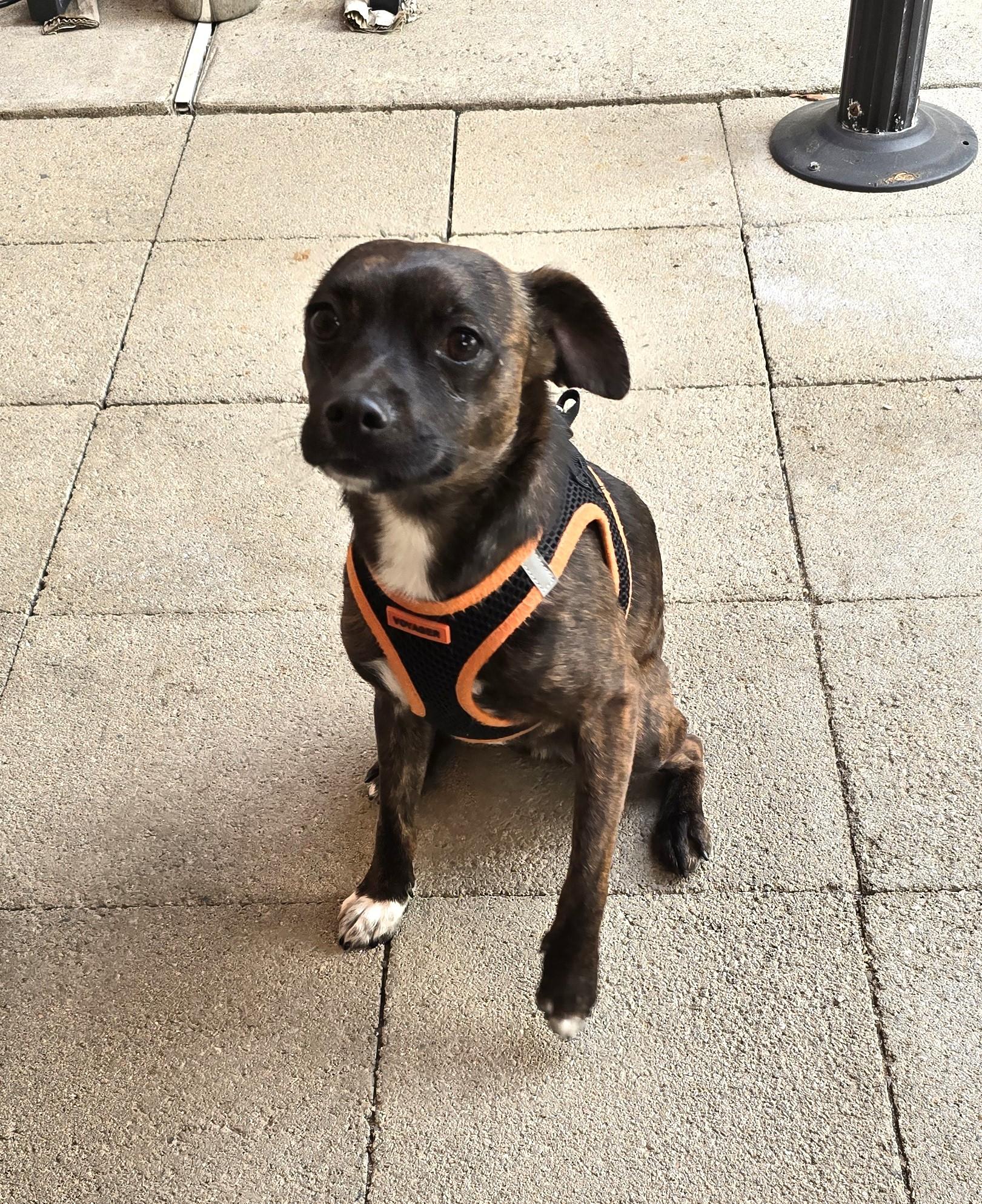Saber, a ADOPTABLE mixed breed in Lake Forest, CA image 4/6