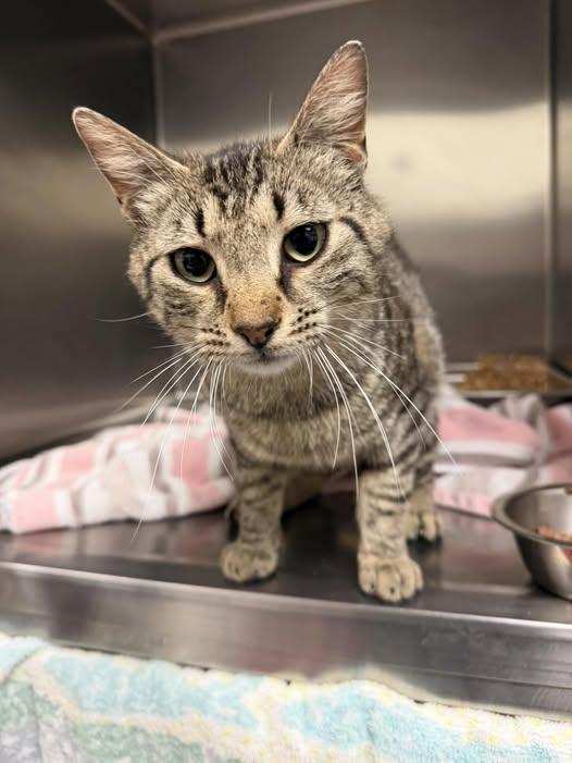 Ronnie, ADOPTABLE, Adult Male Domestic Short Hair.