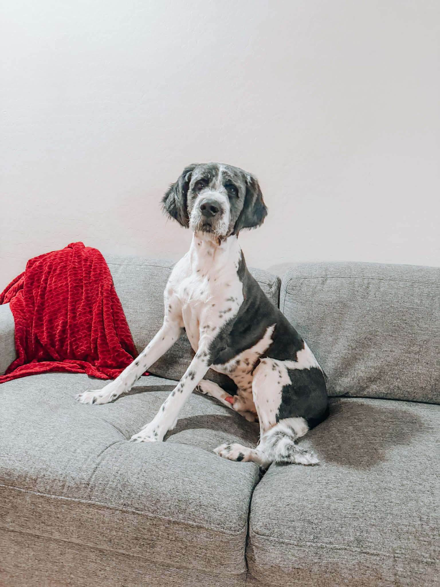 Artie, ADOPTABLE, Adult Male Labradoodle.