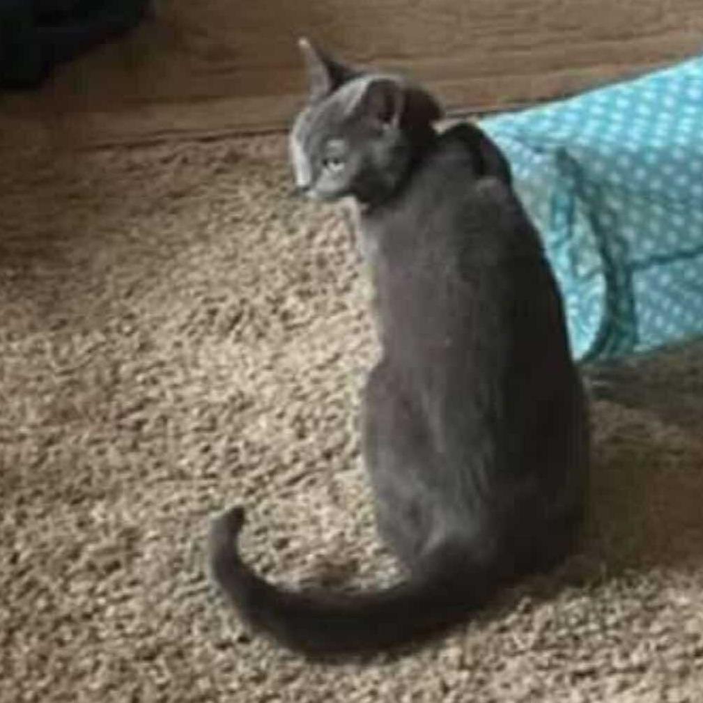 Lucy, Adoptable, Adult Female Domestic Short Hair.