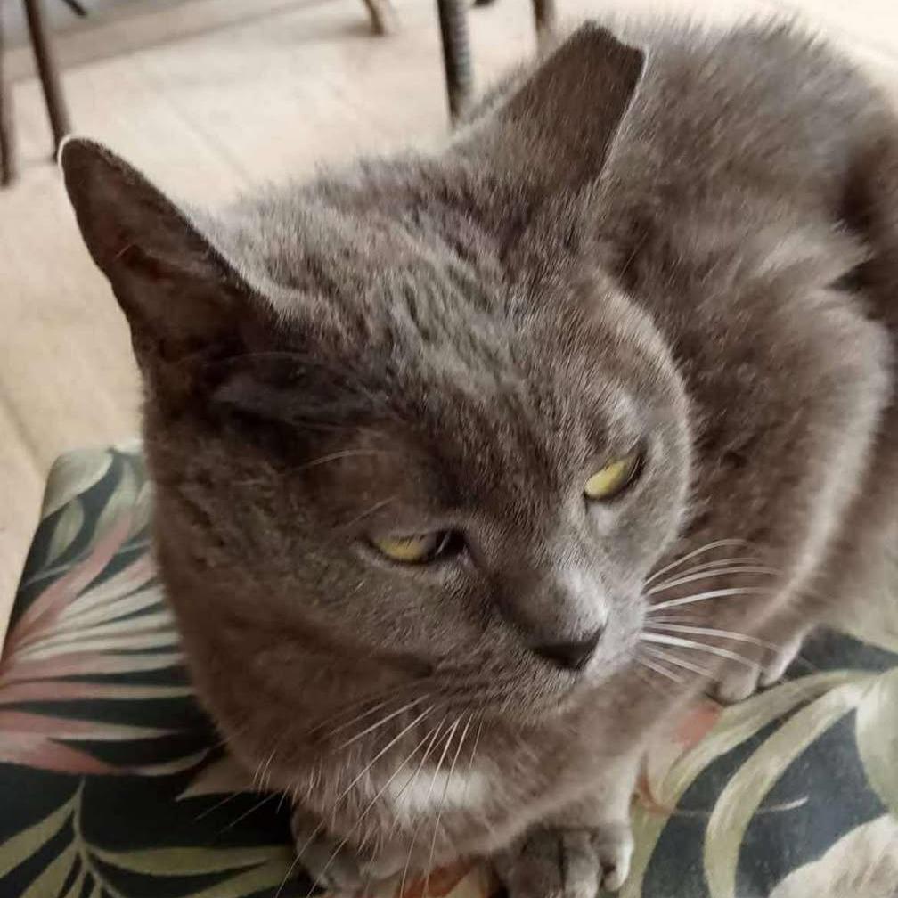 Enlarge Lucy, a Adoptable Domestic Short Hair in Manheim, PA image 2/3
