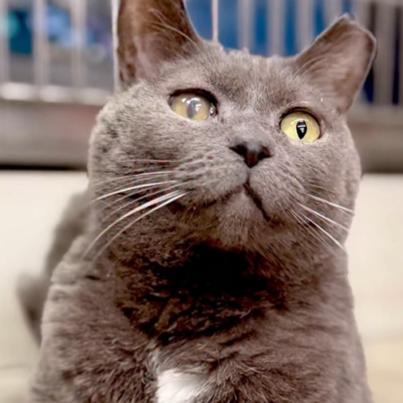 Enlarge Lucy, a Adoptable Domestic Short Hair in Manheim, PA image 3/3