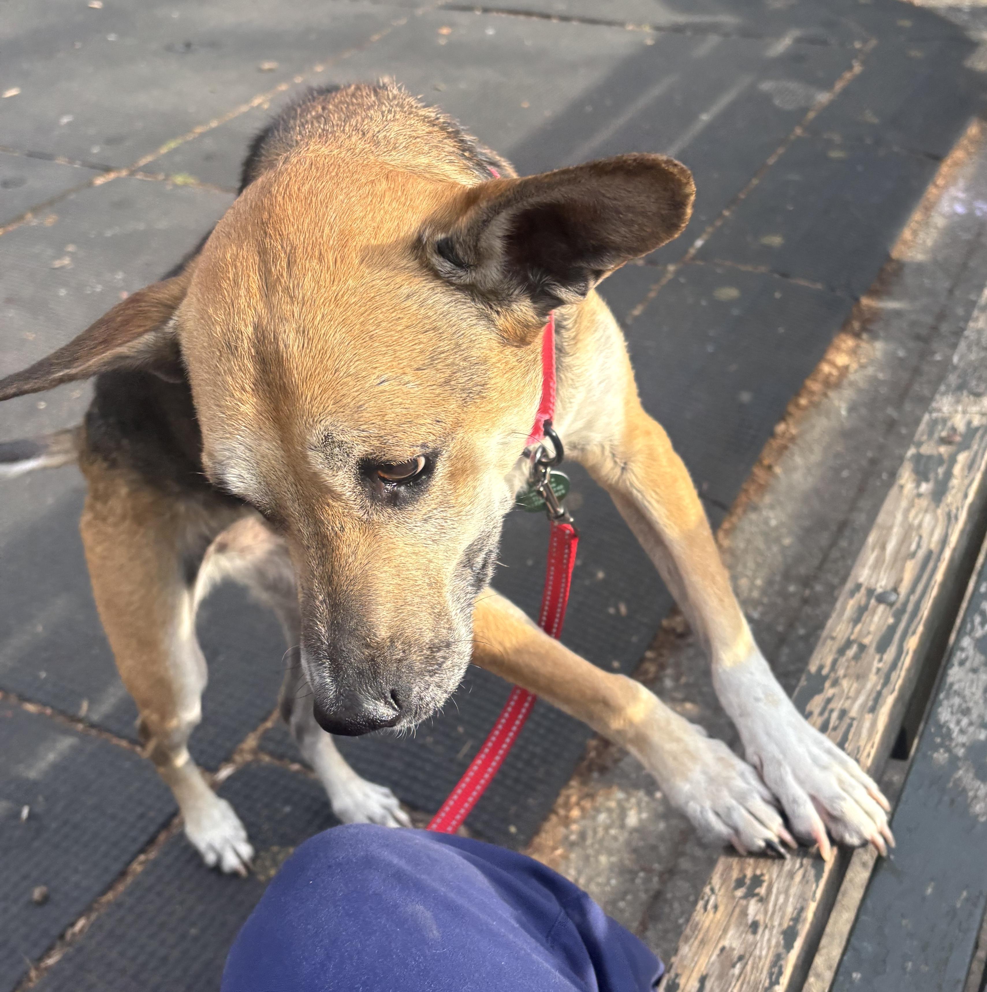 Enlarge Bella, a ADOPTABLE mixed breed in Brooklyn, NY image 3/5