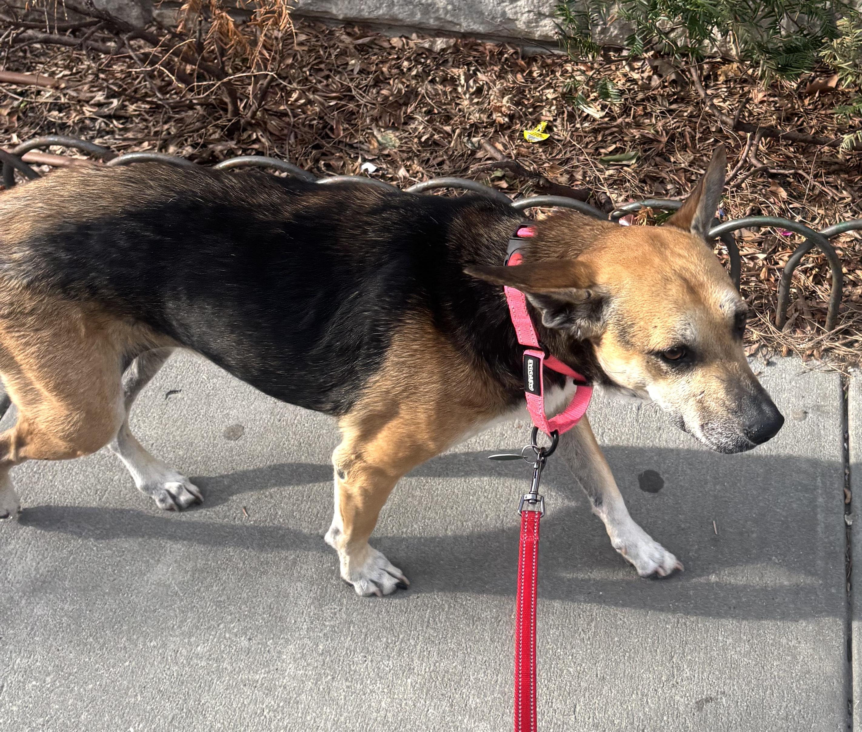 Enlarge Bella, a ADOPTABLE mixed breed in Brooklyn, NY image 2/5