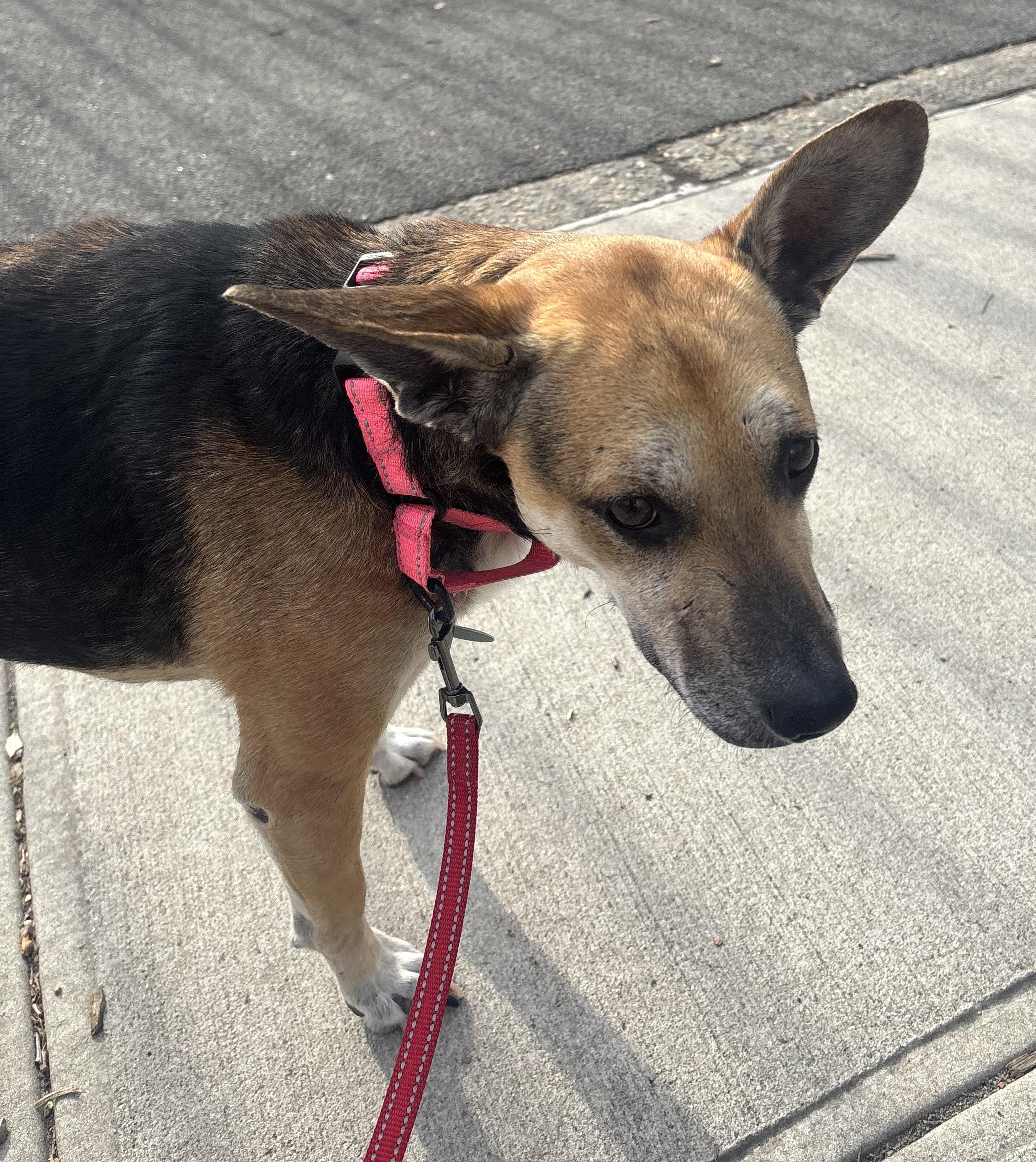 Enlarge Bella, a ADOPTABLE mixed breed in Brooklyn, NY image 5/5