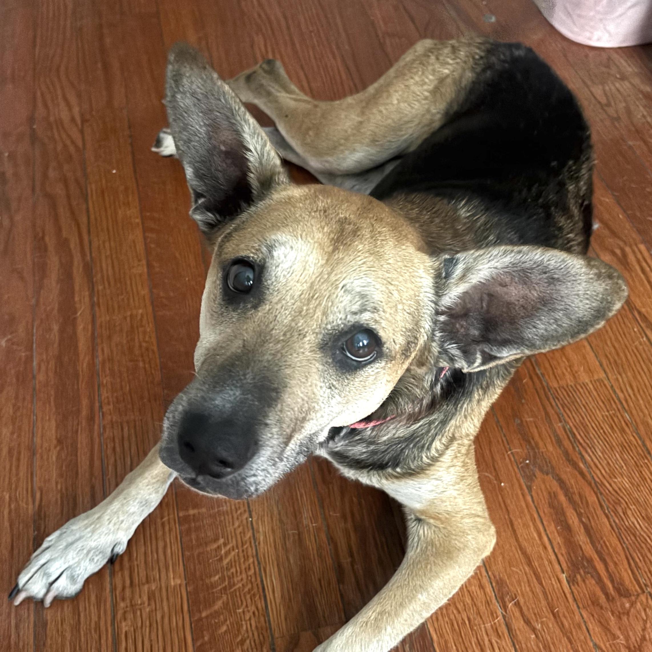 Bella, ADOPTABLE, Adult Female Labrador Retriever & German Shepherd Dog.