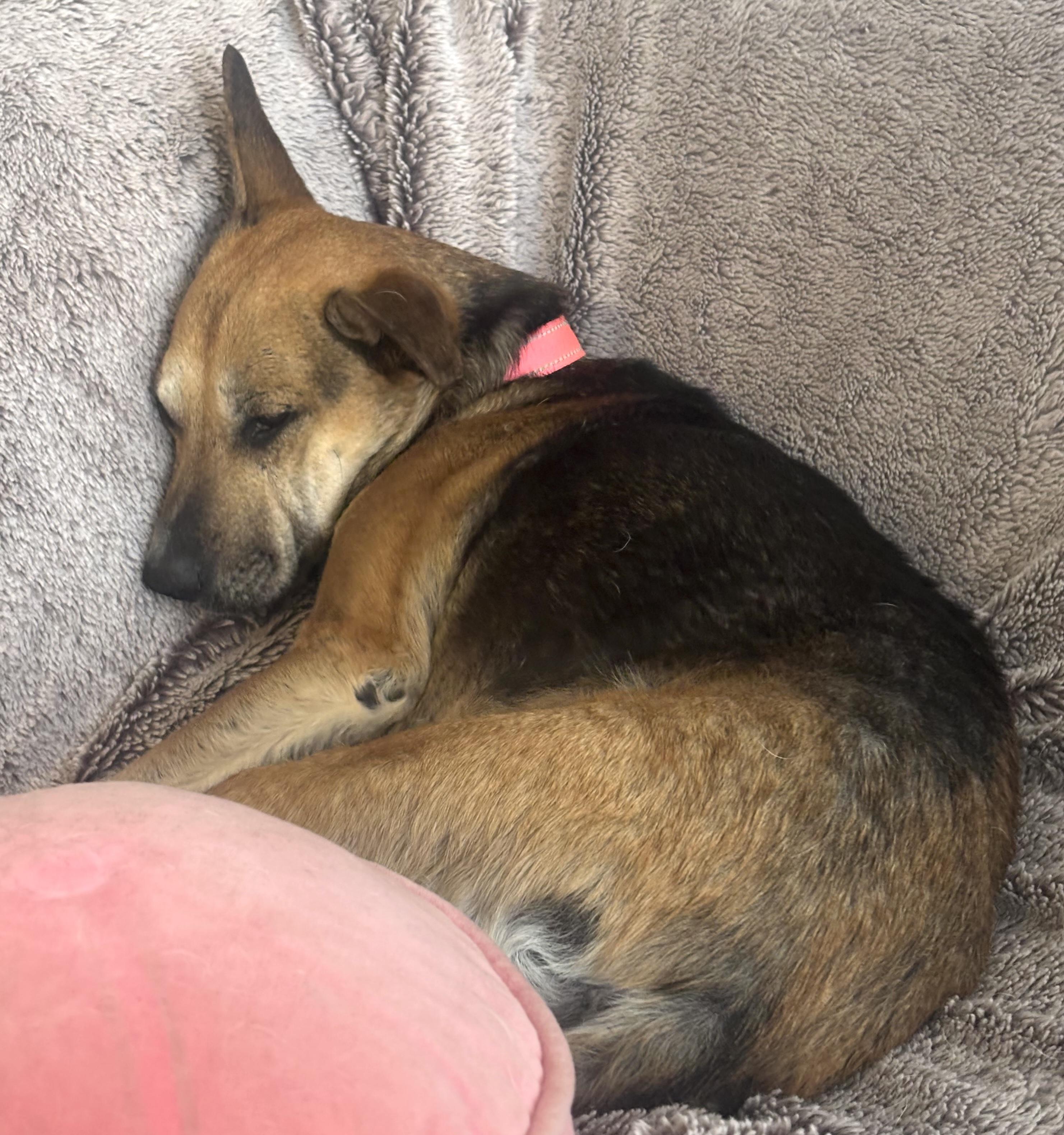 Enlarge Bella, a ADOPTABLE mixed breed in Brooklyn, NY image 4/5