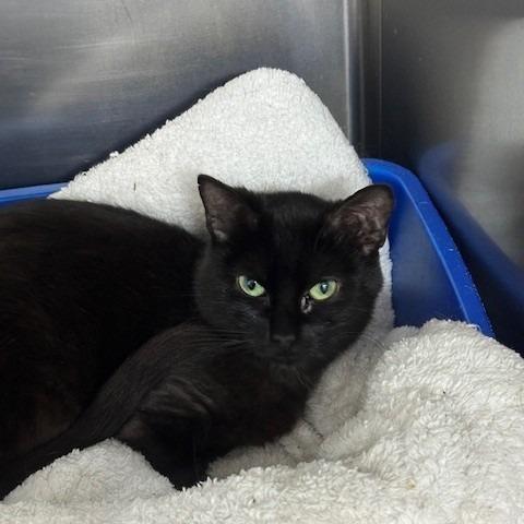 Enlarge Dink, a Adoptable Domestic Short Hair in Coos Bay, OR image 1/2