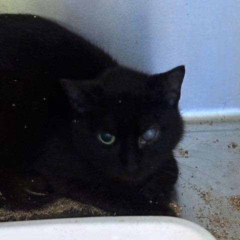 Enlarge Dink, a Adoptable Domestic Short Hair in Coos Bay, OR image 2/2