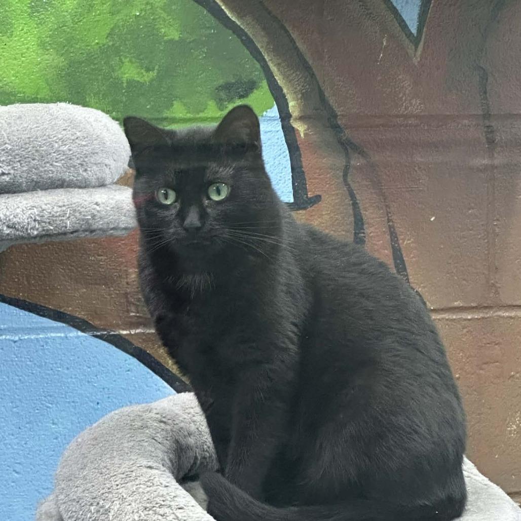 Dink, Adoptable, Young Female Domestic Short Hair.