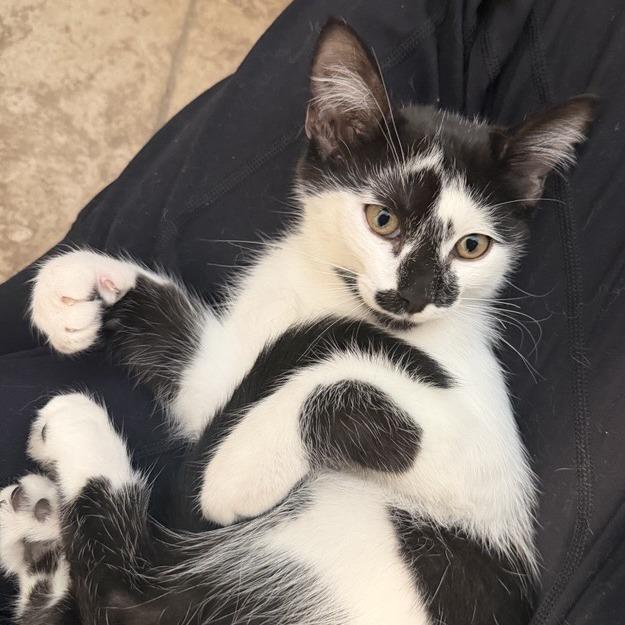 Enlarge Cupid, a Adoptable Domestic Short Hair in Temecula, CA image 1/2