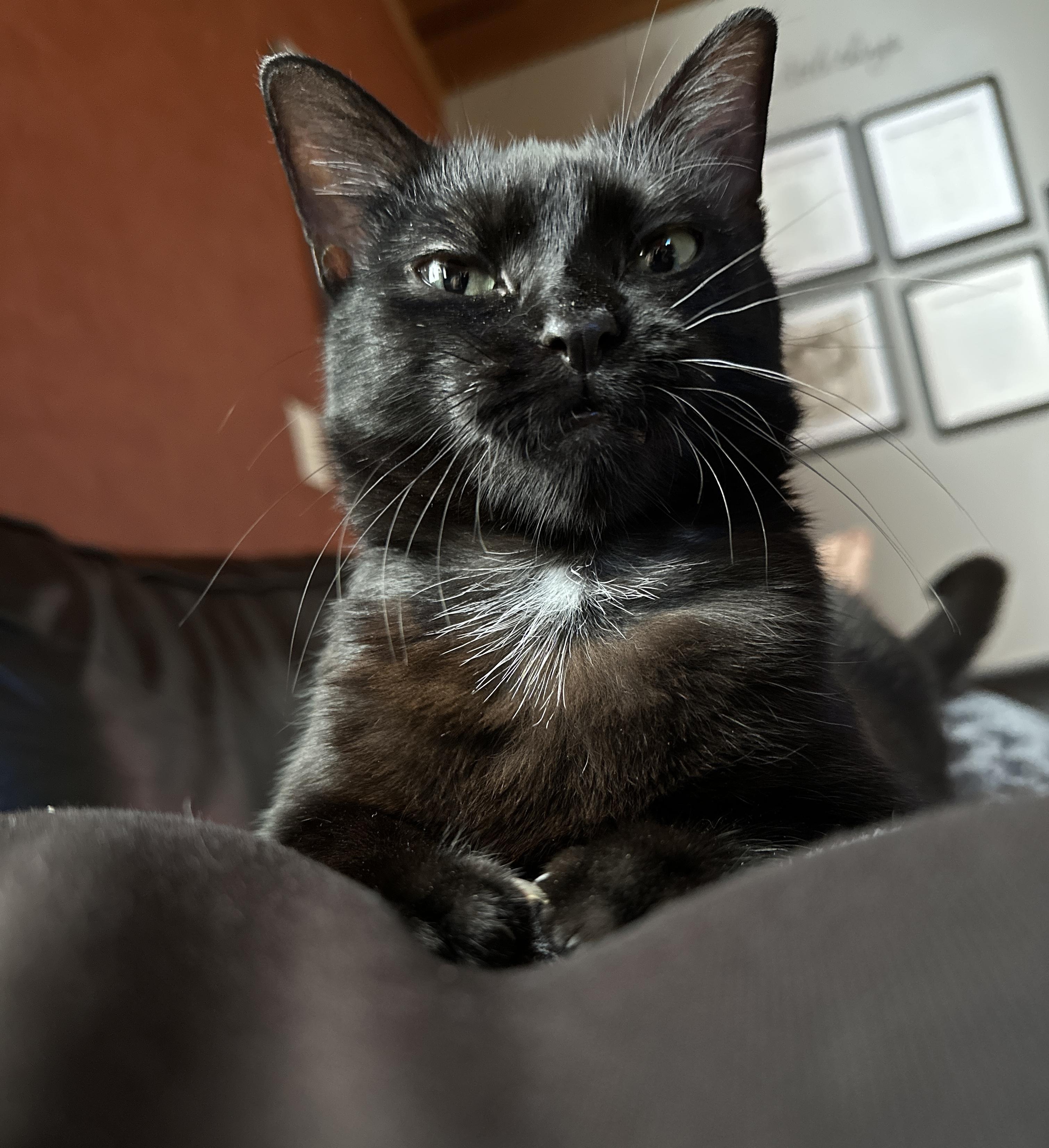 Enlarge Temple aka Squeak, a Adopted Domestic Short Hair in Flanders, NJ image 1/4