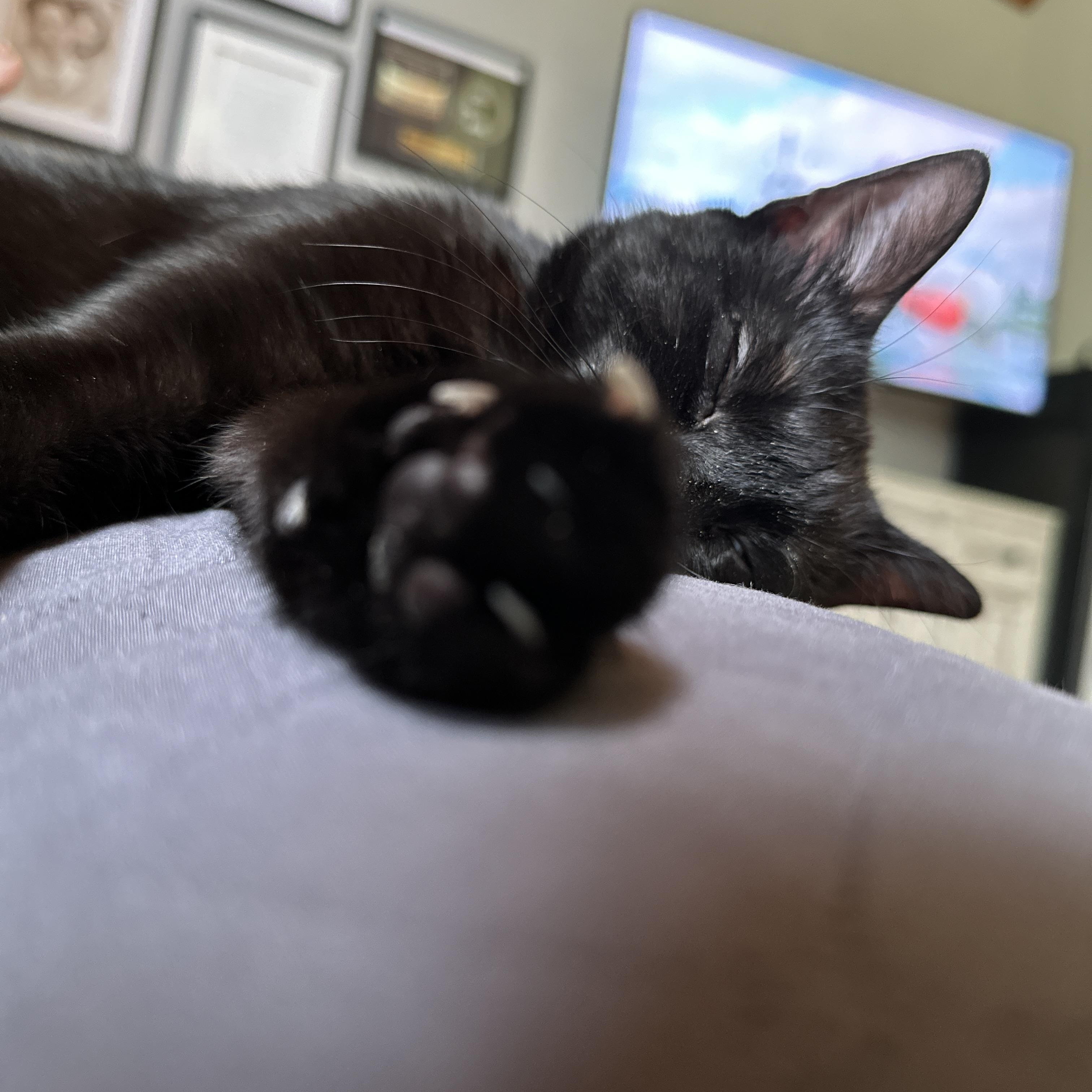 Enlarge Temple aka Squeak, a Adopted Domestic Short Hair in Flanders, NJ image 2/4