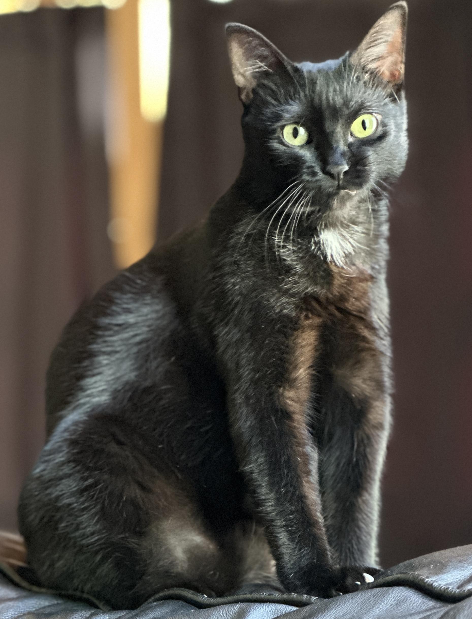 Enlarge Temple aka Squeak, a Adopted Domestic Short Hair in Flanders, NJ image 3/4