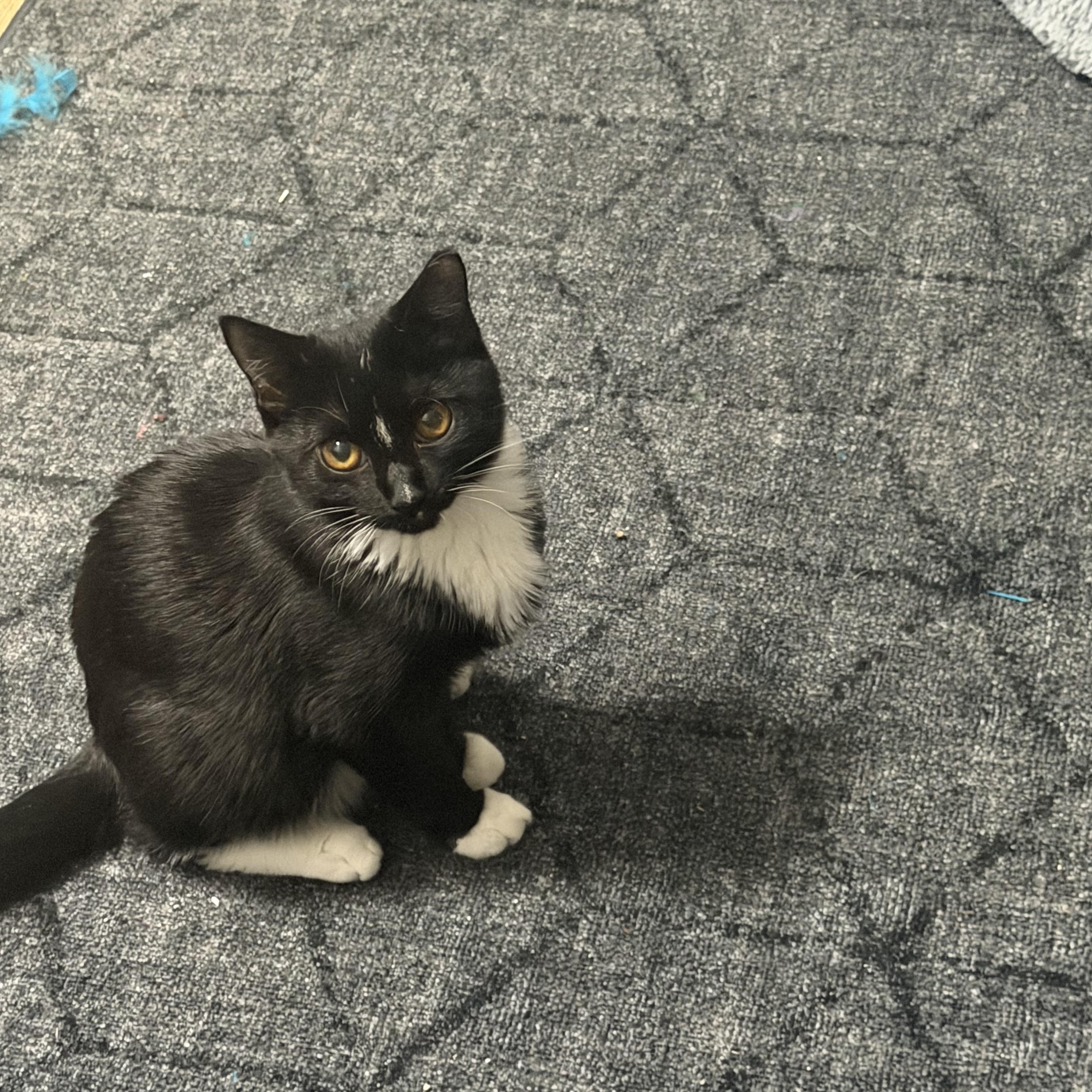 Finn and Hope, Adoptable, Kitten Male Domestic Short Hair.
