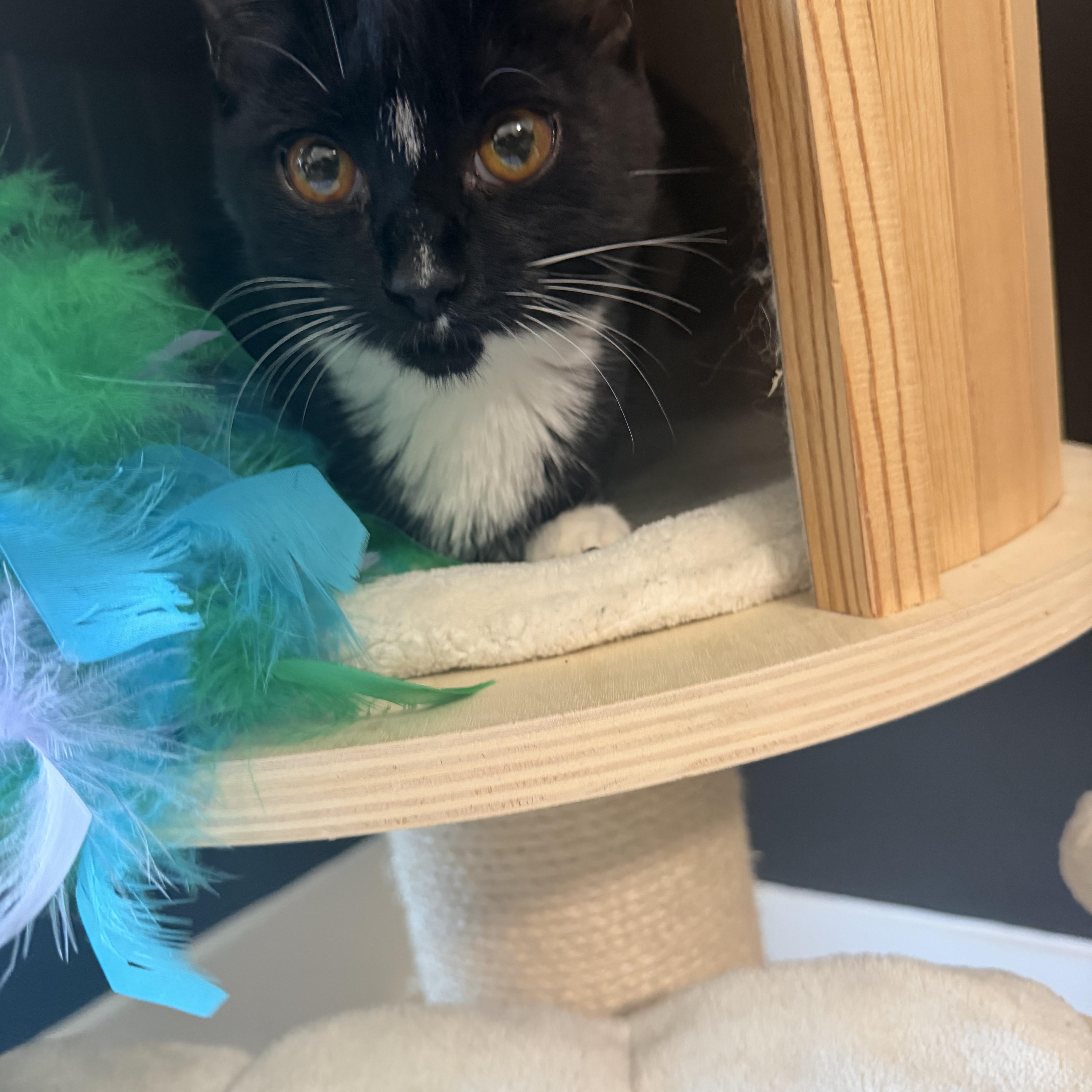 Enlarge Finn and Hope, a Adoptable Domestic Short Hair in Charlotte, NC image 5/6
