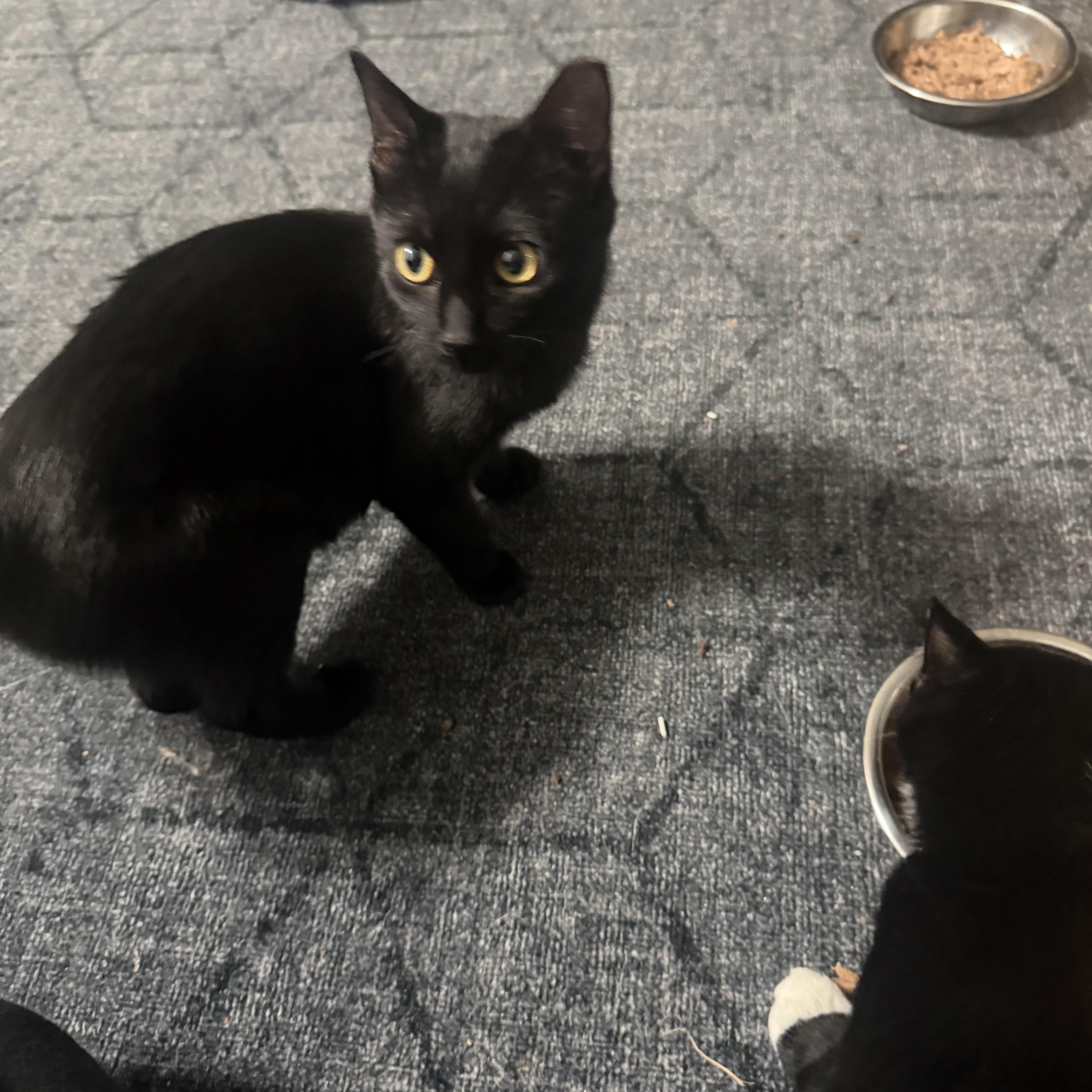 Enlarge Finn and Hope, a Adoptable Domestic Short Hair in Charlotte, NC image 2/6