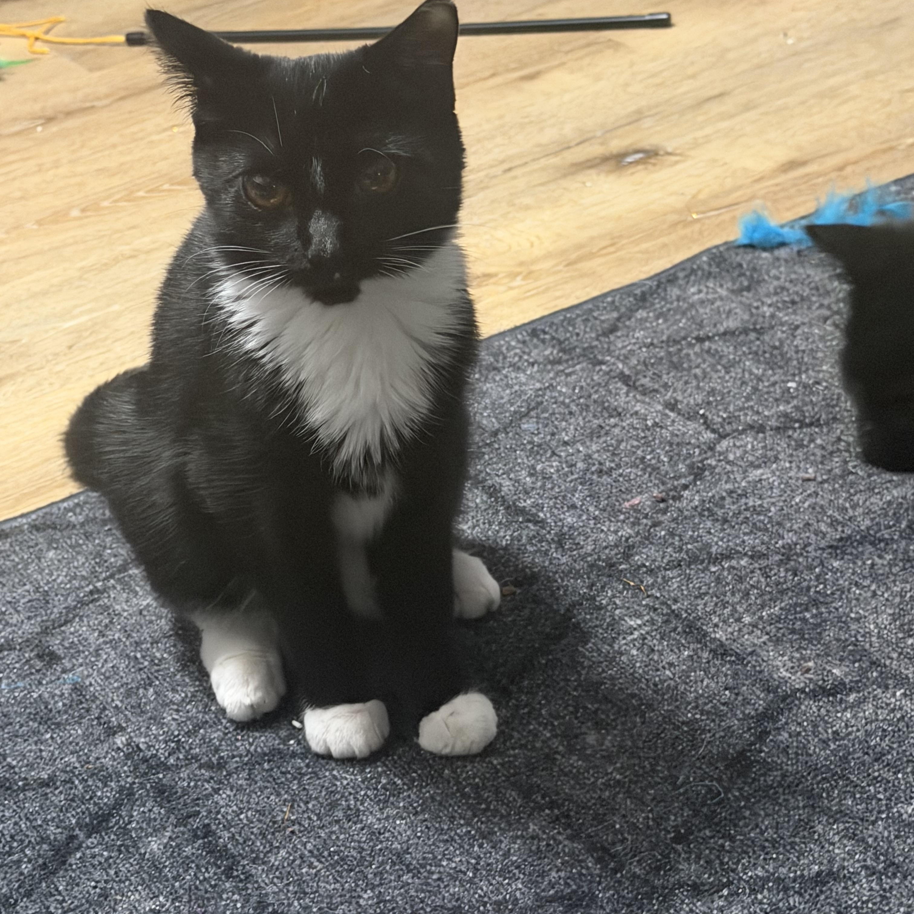 Enlarge Finn and Hope, a Adoptable Domestic Short Hair in Charlotte, NC image 3/6