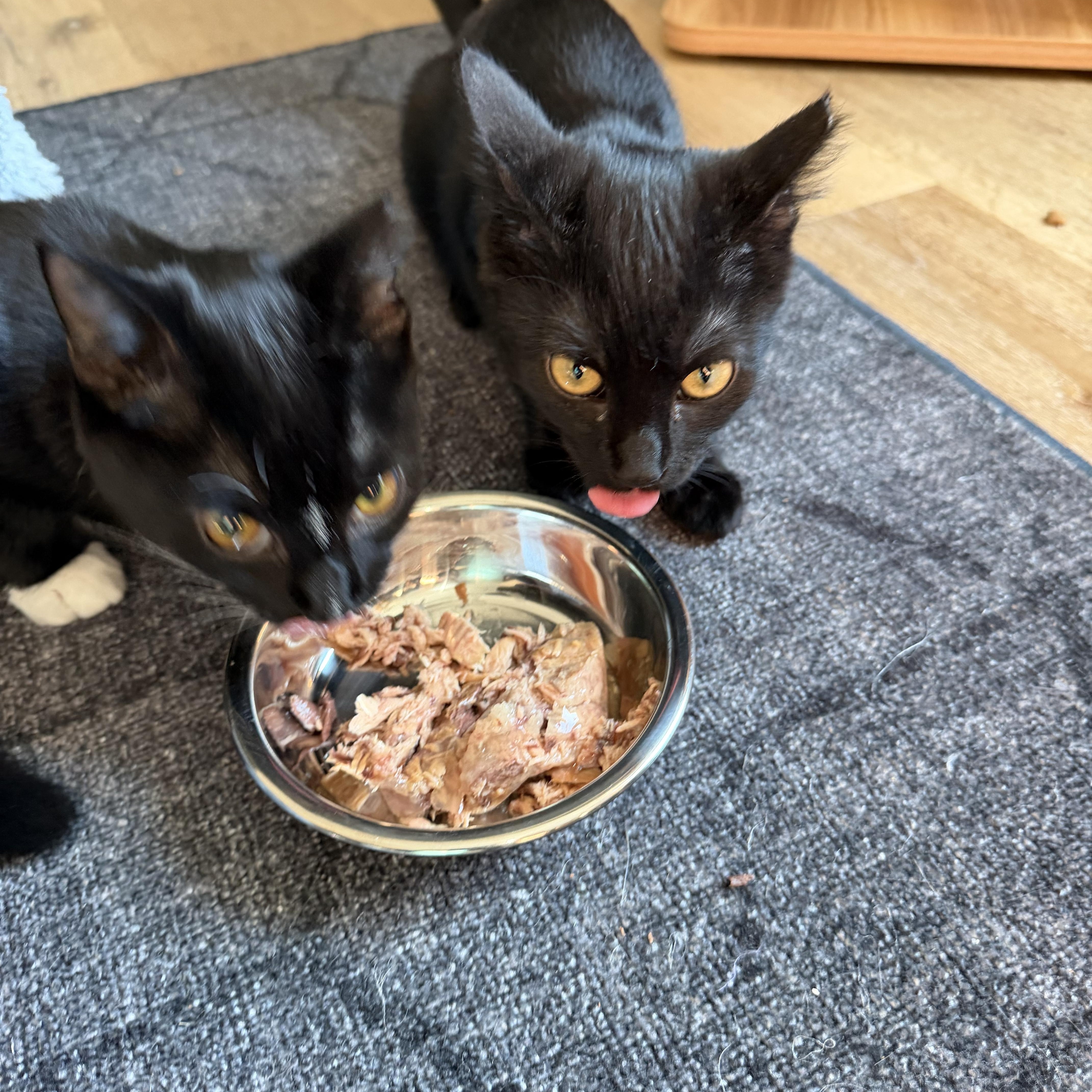 Enlarge Finn and Hope, a Adoptable Domestic Short Hair in Charlotte, NC image 6/6