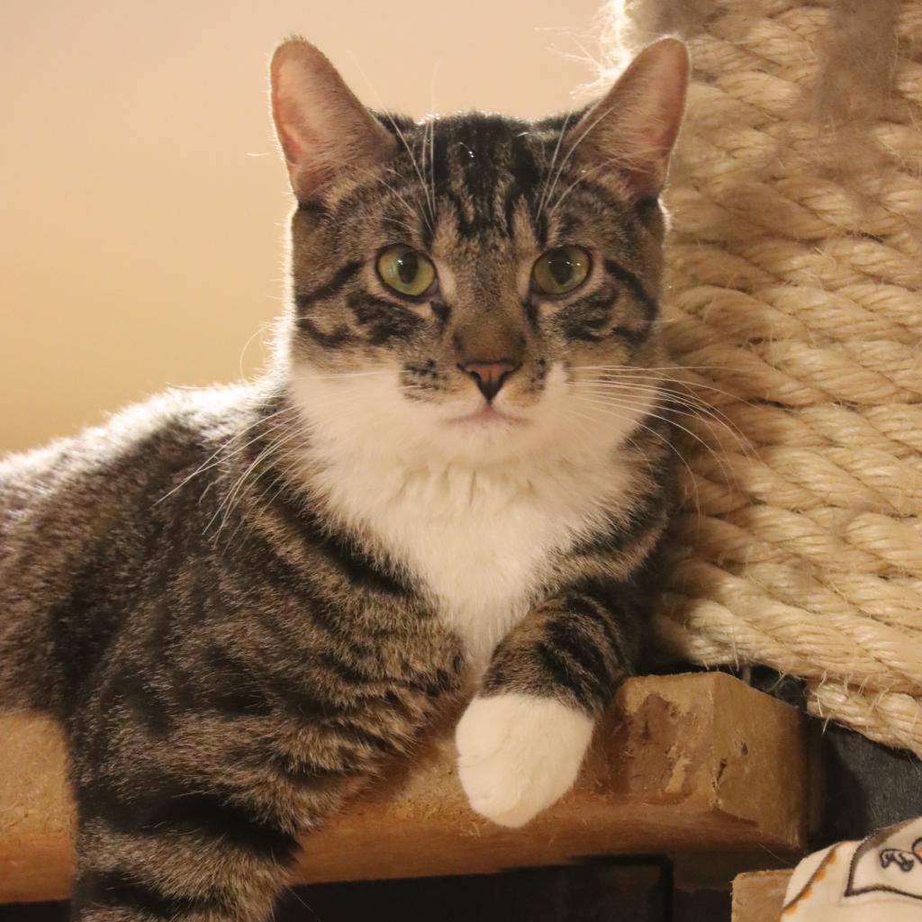 Wallaroo, Adoptable, Adult Male Domestic Short Hair.