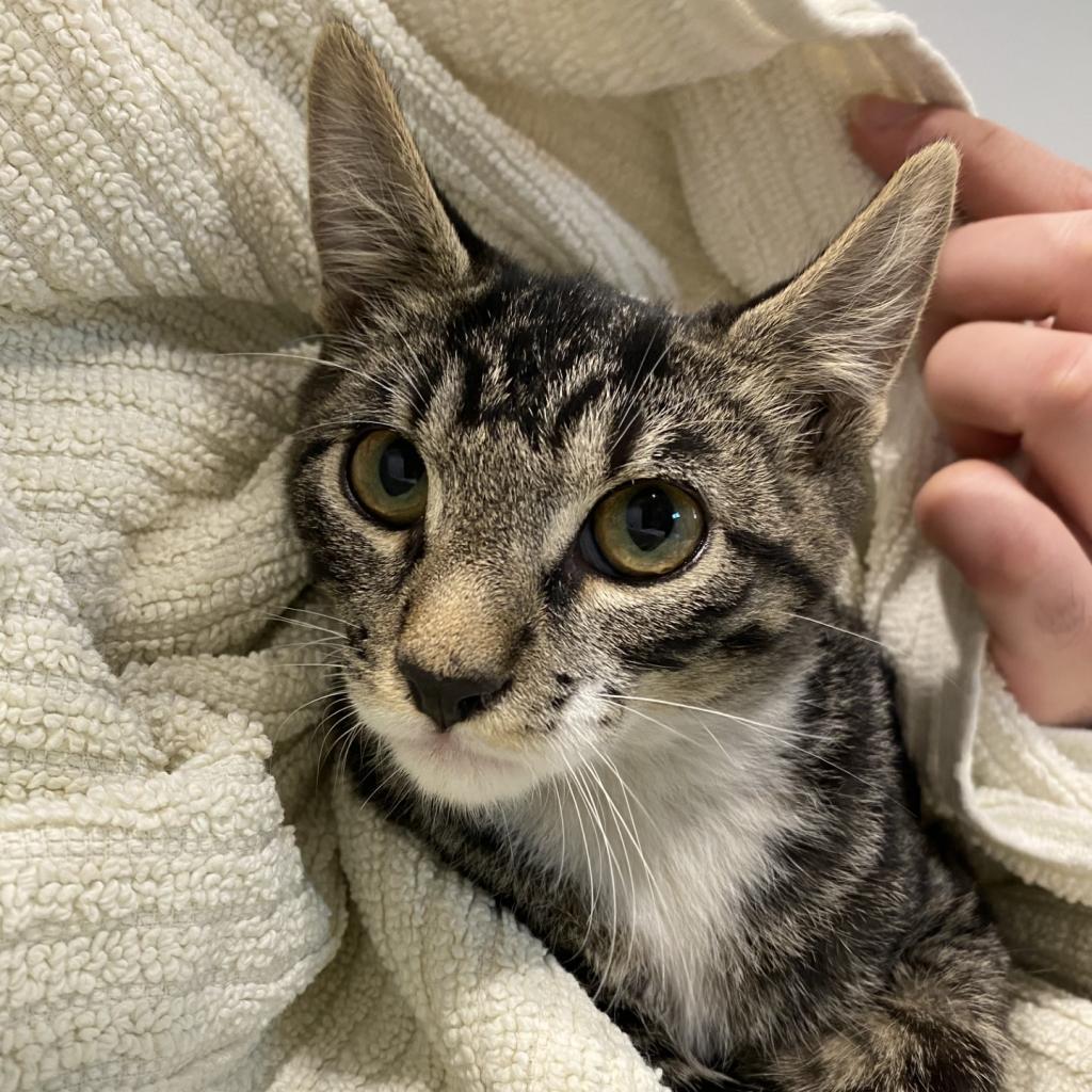 Enlarge Wallaroo, a Adoptable Domestic Short Hair in Tucson, AZ image 3/4