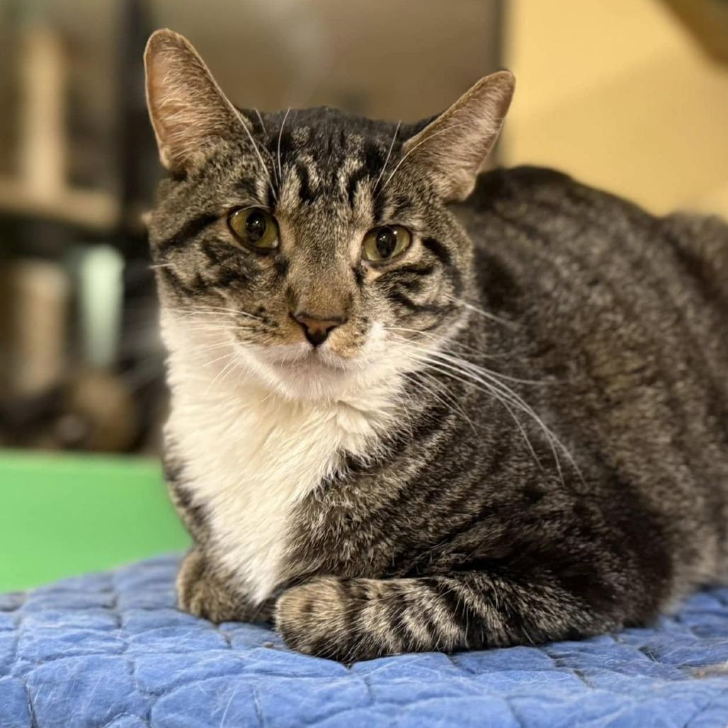 Enlarge Wallaroo, a Adoptable Domestic Short Hair in Tucson, AZ image 4/6