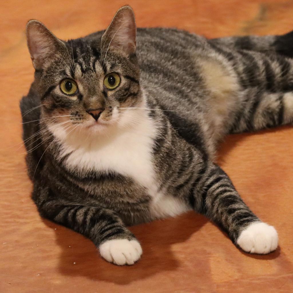 Wallaroo — thumbnail 4