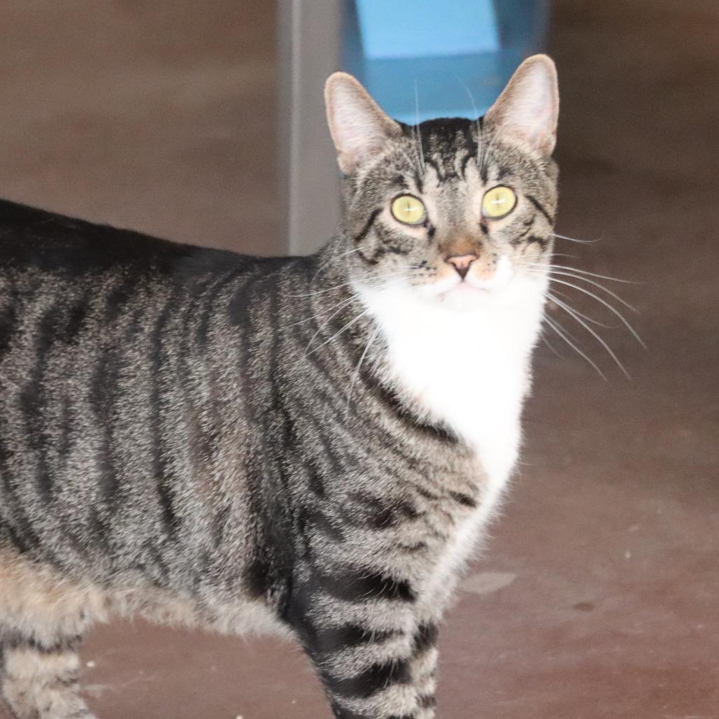 Enlarge Wallaroo, a Adoptable Domestic Short Hair in Tucson, AZ image 6/6
