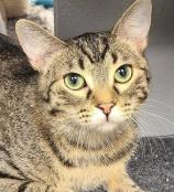 Elvis, ADOPTABLE, Young Male Domestic Short Hair.