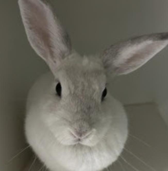 Saturn, Adoptable, Young Female Florida White.
