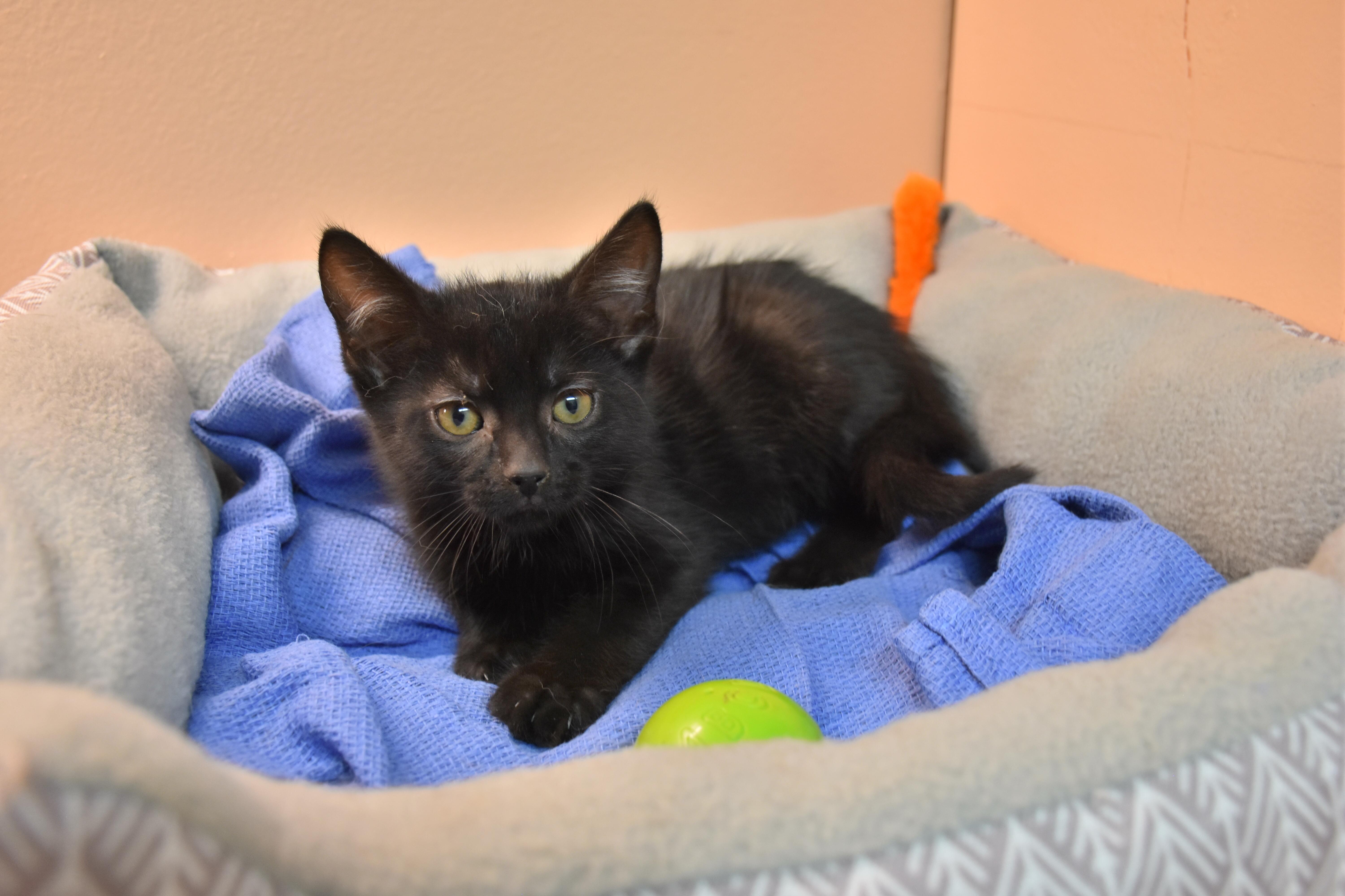 Enlarge Brie, a ADOPTABLE Domestic Short Hair in North Judson, IN image 1/1