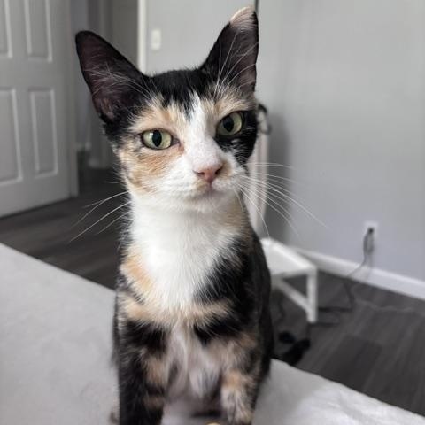 Enlarge Apple, a Adoptable Domestic Short Hair in Davis, CA image 1/6