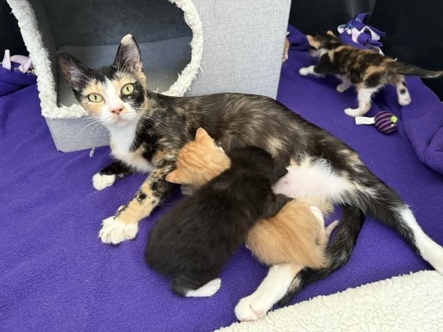 Enlarge Apple, a Adoptable Domestic Short Hair in Davis, CA image 6/6