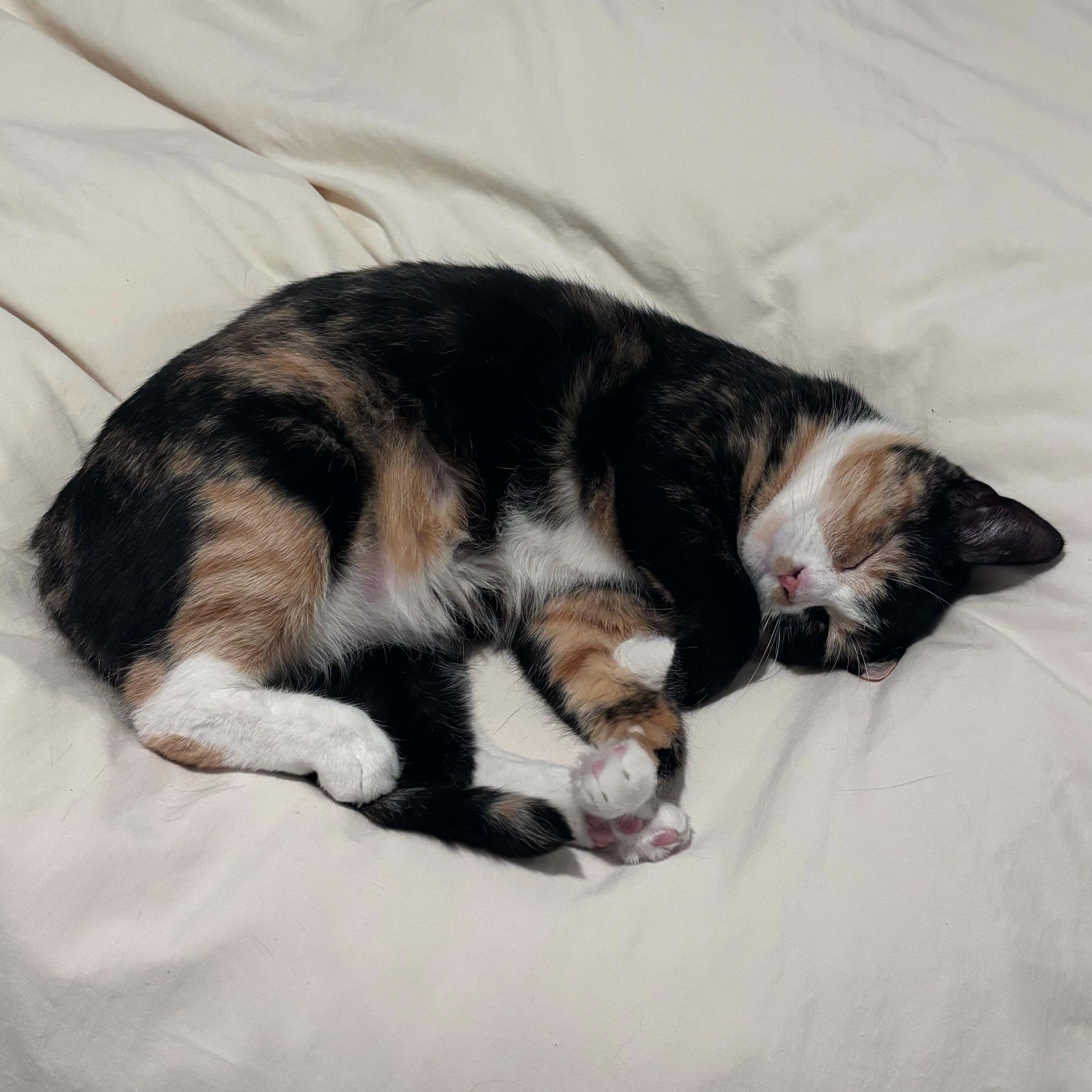 Enlarge Apple, a Adoptable Domestic Short Hair in Davis, CA image 2/6