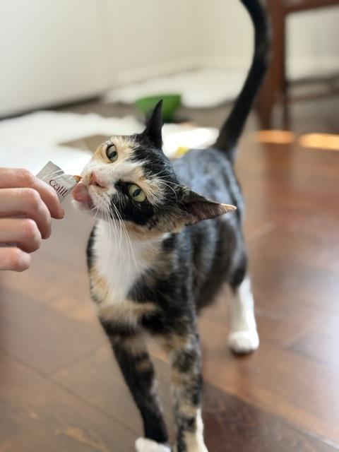 Enlarge Apple, a Adoptable Domestic Short Hair in Davis, CA image 3/6