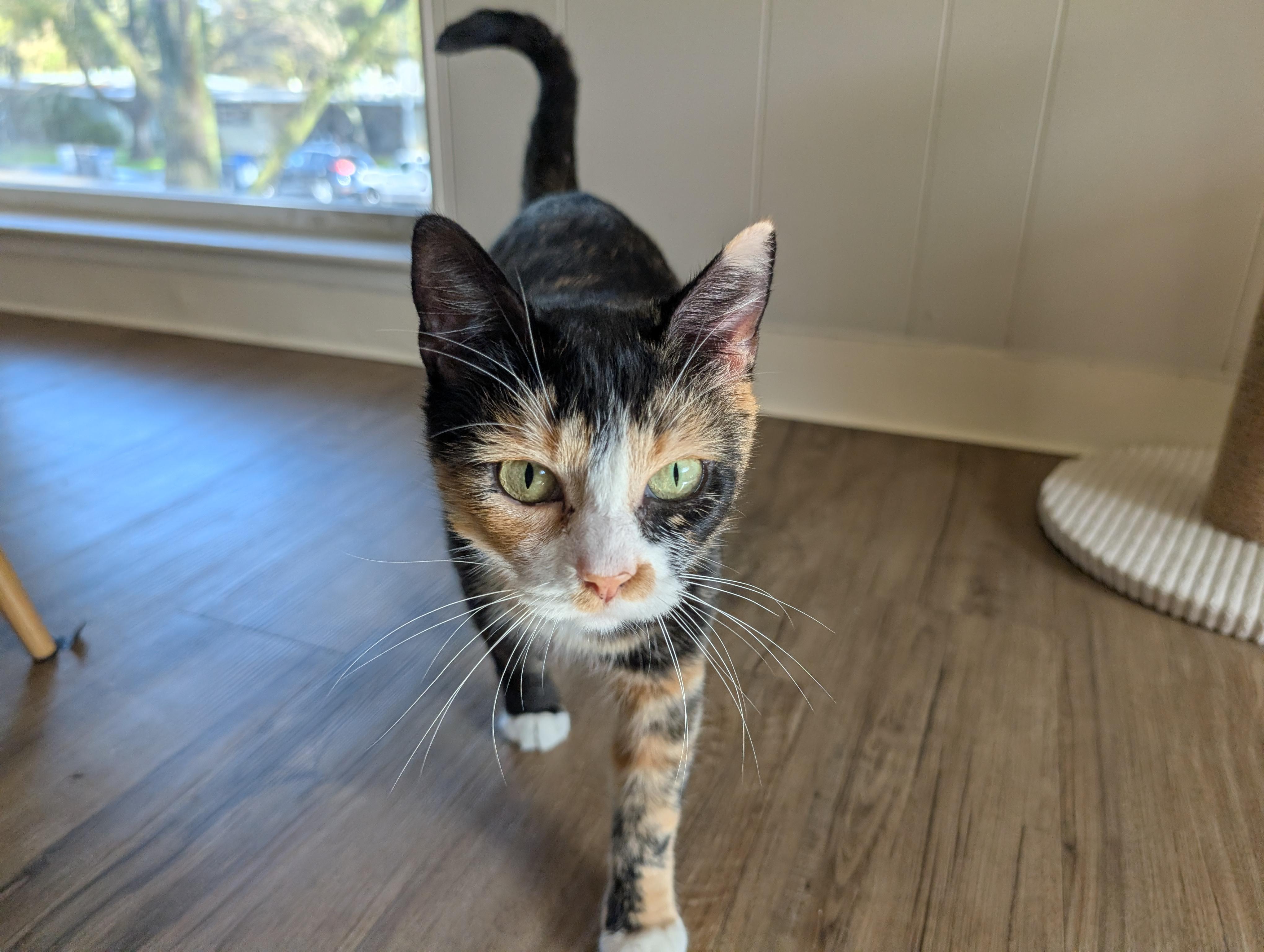 Enlarge Apple, a Adoptable Domestic Short Hair in Davis, CA image 6/6