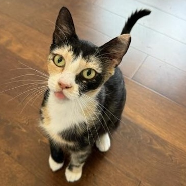 Enlarge Apple, a Adoptable Domestic Short Hair in Davis, CA image 2/6